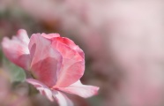 淡雅粉色月季玫瑰花图片