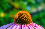 紫锥菊花蕊特写图片