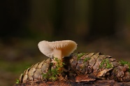 漂亮白色小蘑菇朵图片