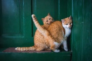两只小猫相互依偎图片