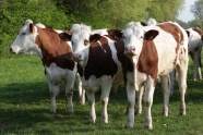 农牧场花斑奶牛群图片