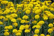 春天黄色菊花盛开图片