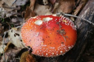 秋天地面毒蘑菇图片