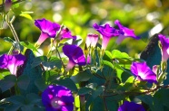 紫色喇叭花盛开花朵图片