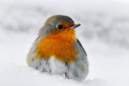 雪中知更鸟图片