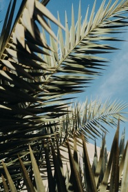 棕榈树叶特写图片