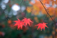 秋日红色枫叶图片
