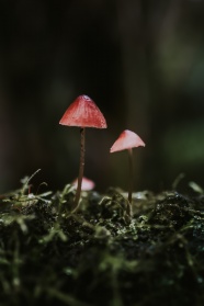 微距丛林野蘑菇图片