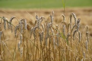 农场成熟麦子图片