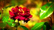 花园大红色玫瑰花朵图片