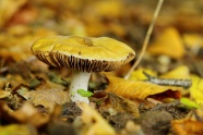 荒野毒蘑菇图片