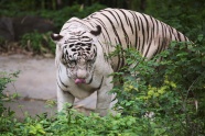 丛林一只白虎图片