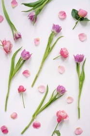 郁金香花花瓣背景图片