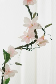 浅粉色玉兰花图片