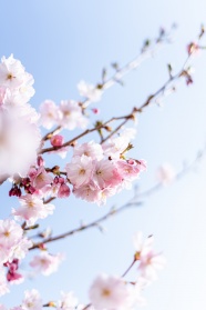 春日小清新樱花图片