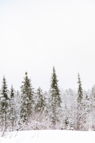 冬季树林下雪雪景图片