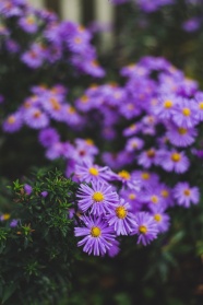 紫色小雏菊图片