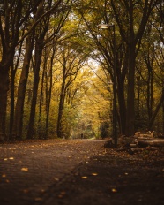 秋季树林树木图片
