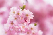 粉色淡雅清新樱花图片