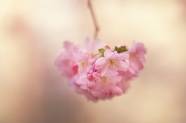 微距粉色娇嫩花卉图片