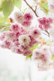 春日小清新植物花朵图片