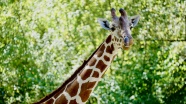 动物园长颈鹿头部特写图片