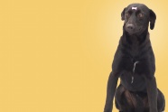黑色宠物犬背景图片
