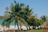 海滩热带棕榈树图片