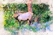 麋鹿水彩画图片