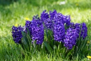蓝紫色风信子开花图片