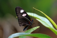 绿叶上黑色蝴蝶昆虫图片