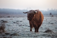 苏格兰高地牛行走图片
