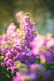 紫色花朵特写图片