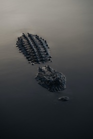 奥兰多水中鳄鱼图片