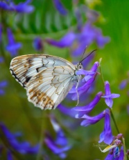 白色蝴蝶栖息在紫色花朵上图片
