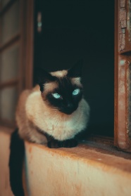 蓝眼睛的猫图片