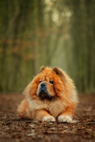 可爱松狮犬狗狗图片