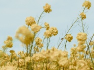 微距黄色油菜花海图片