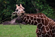 长颈鹿喂食图片