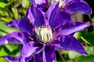 紫色铁线莲花朵微距图片