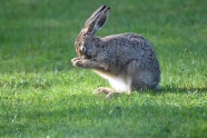 草地上可爱灰色兔子图片