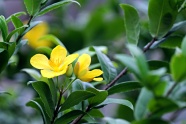 黄色连翘花朵开花图片