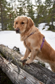 雪地里的金毛猎犬图片