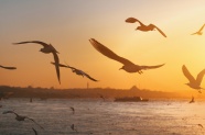 黄昏大海海鸥图片