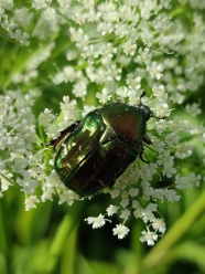 实拍花丛甲虫图片