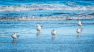 大海沙滩海鸟图片