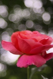 一枝玫瑰花图片实拍