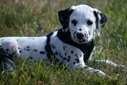 可爱黑色斑点狗图片