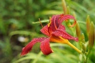 雨后野生黄菜花图片