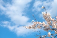 蓝色清澈天空樱花图片